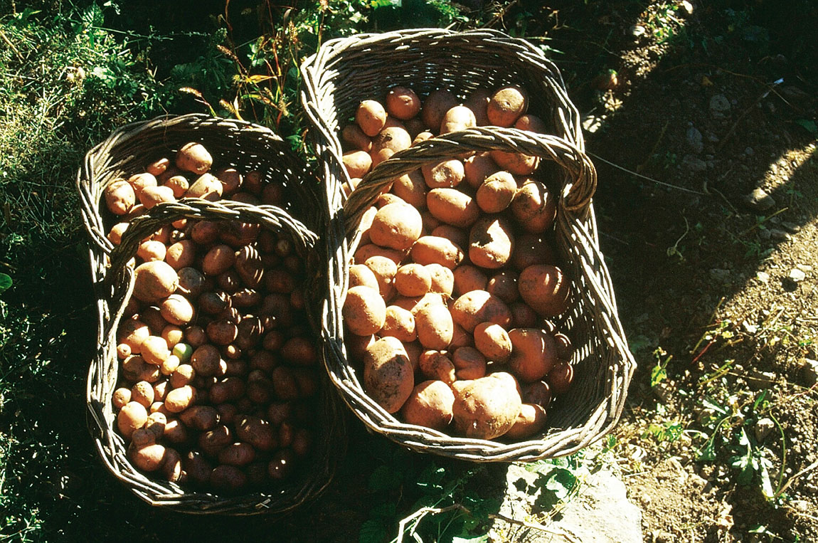 Patate dell'alta valle di Susa